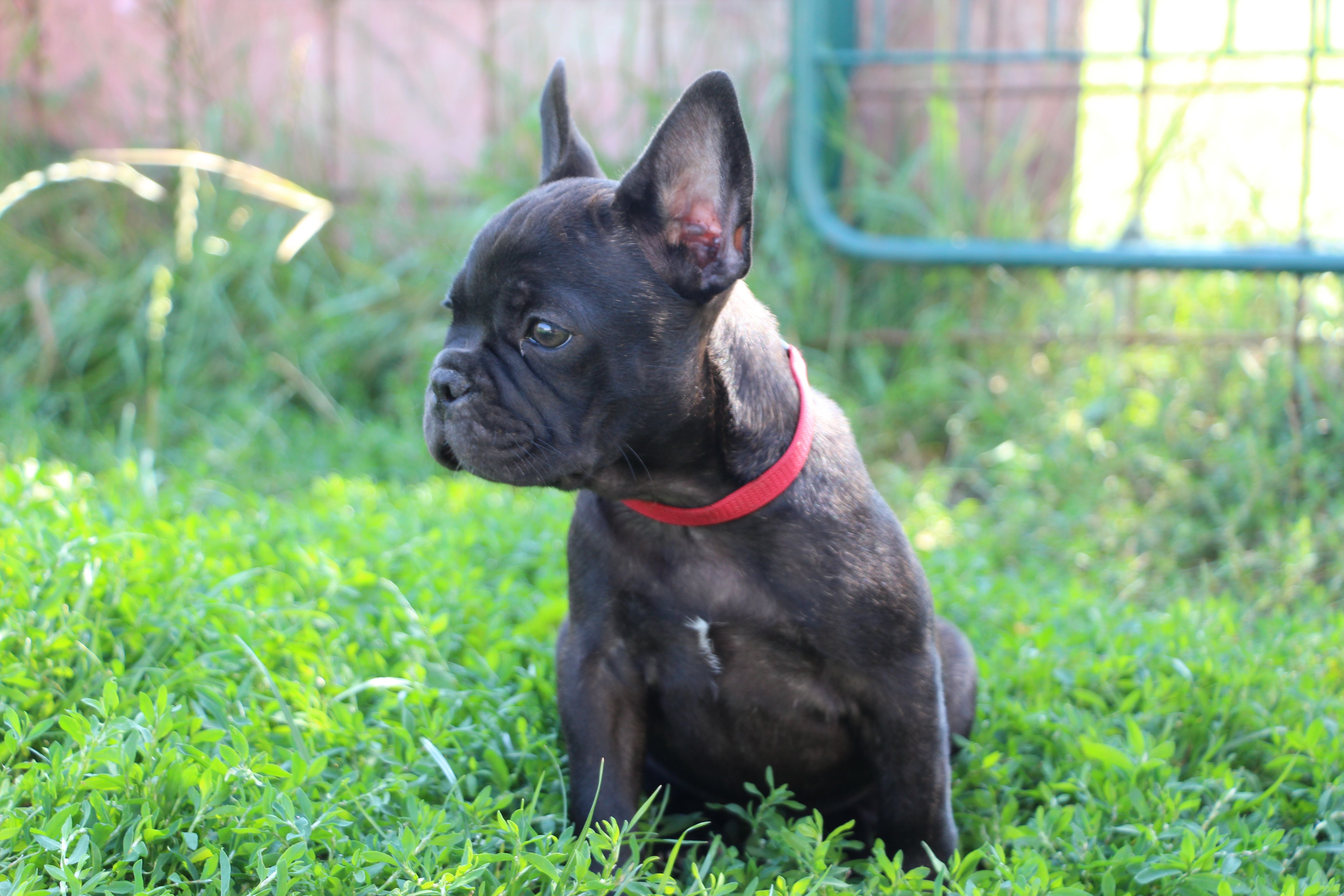 <svg class='red'></svg> <b>Mini Minnie</b> <svg class='red'></svg>